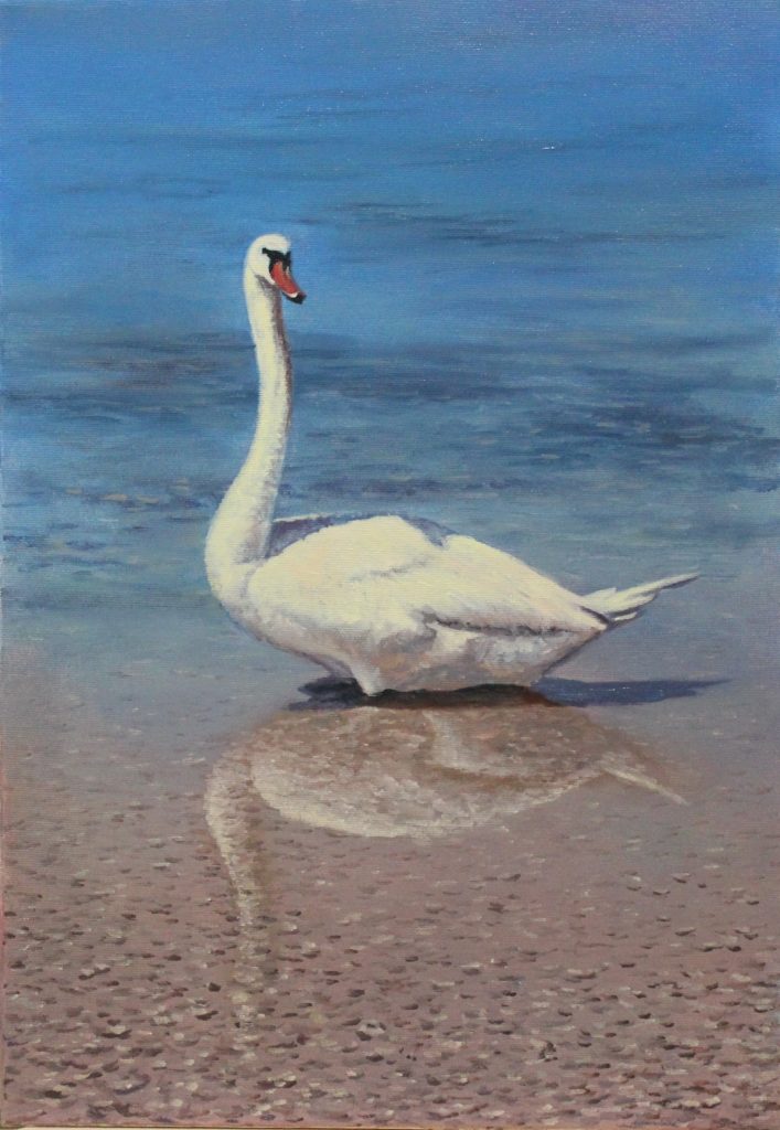 Swan II — animals oil painting by Viktor Kucheryavyy, 50 x 35 cm